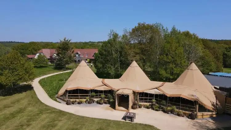 Mad Swans in the Mendips